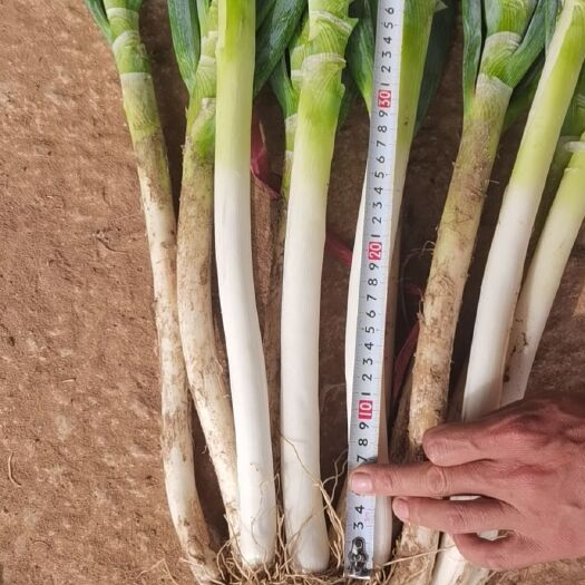 雷州市铁杆大葱 210亩未开花惠和晚抽大甩卖！