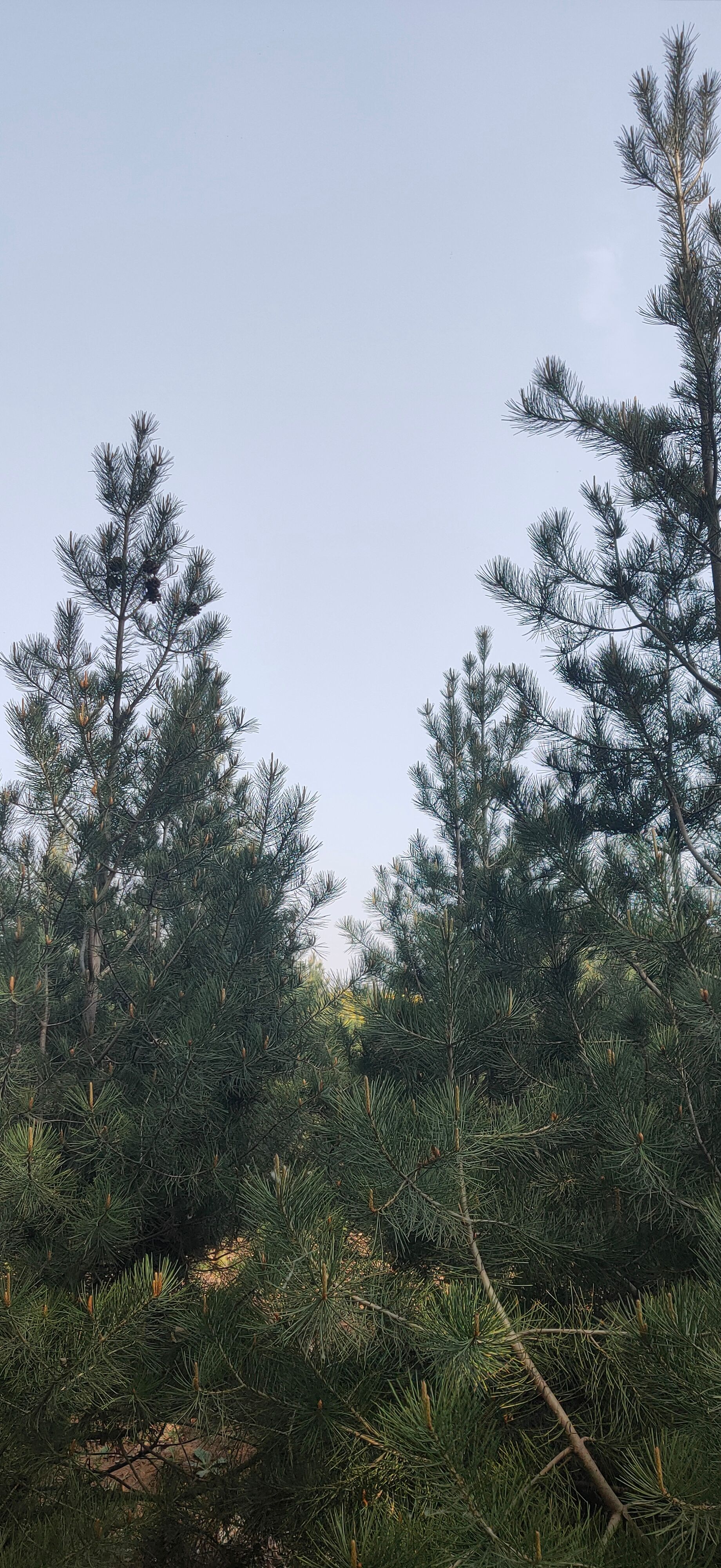 紧急处理出售白皮松，1米至4米，4万棵