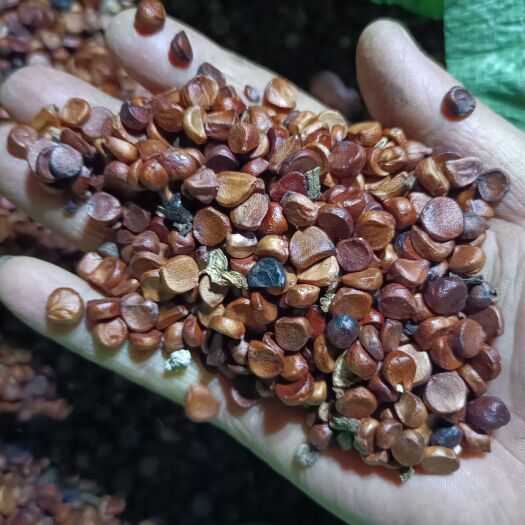 阜阳黄菖蒲