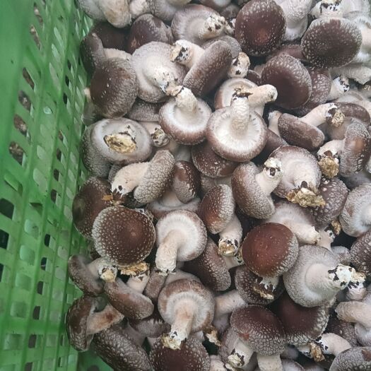 邢台 鲜香菇批发商电商加工厂优质货源