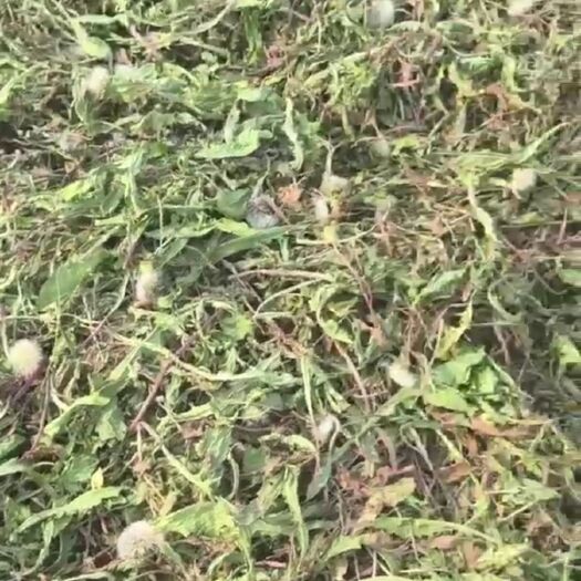 单县蒲公英茶 蒲公英干菜