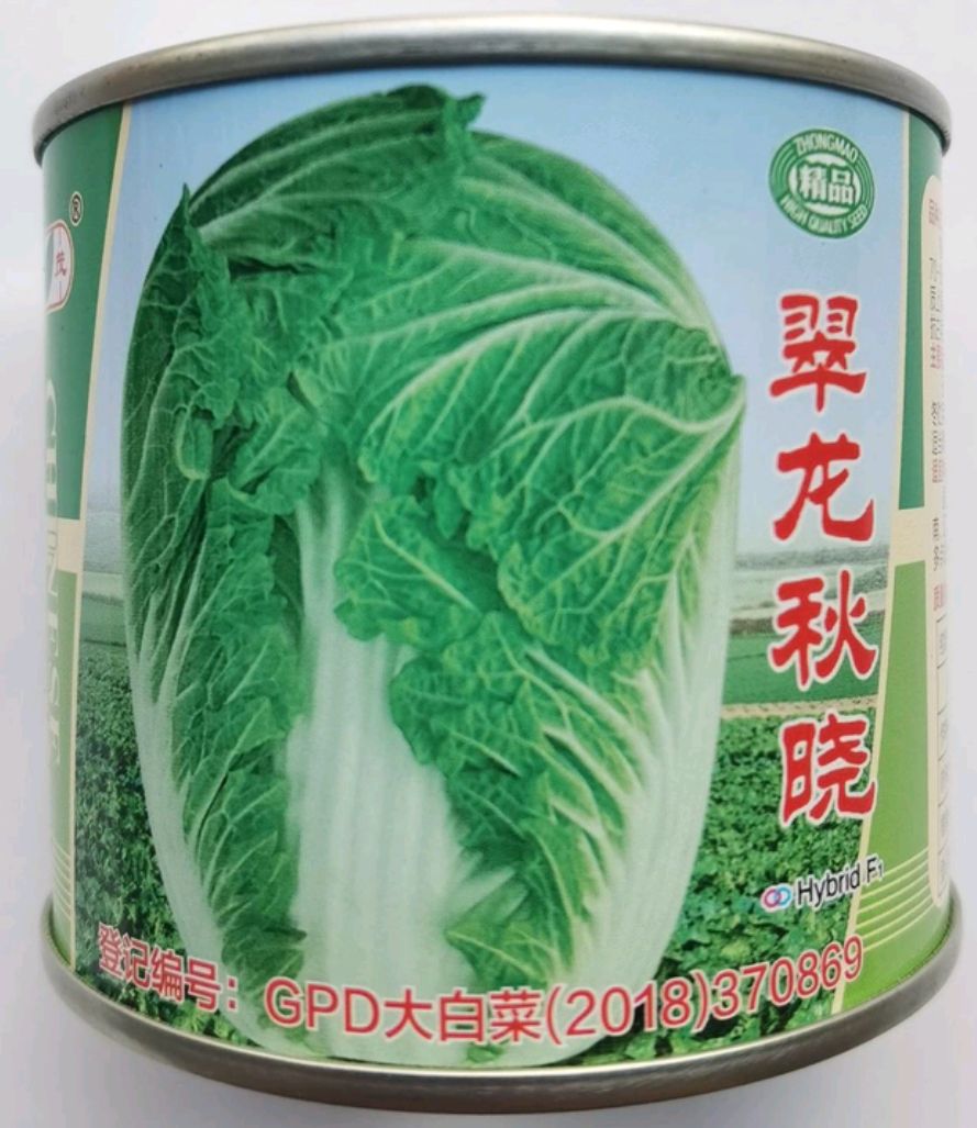 翠龙秋晓 精品越冬王 大白菜种子
