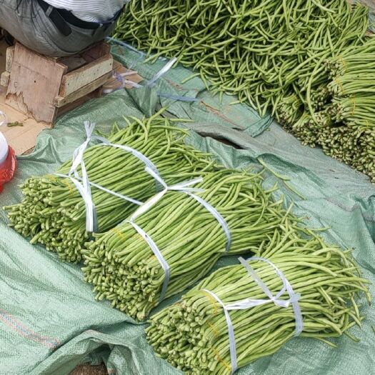 博白县豆角 广西壮族自治区玉林市博白县 