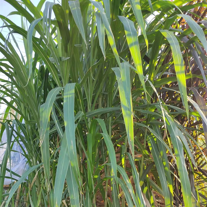綠洲一號基地