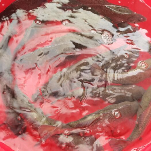 广州 澳洲银鲈鱼