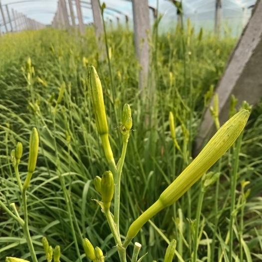 聊城新鲜黄花菜 黄花菜 干黄花菜 拌凉菜  熬汤  炖排骨 都好