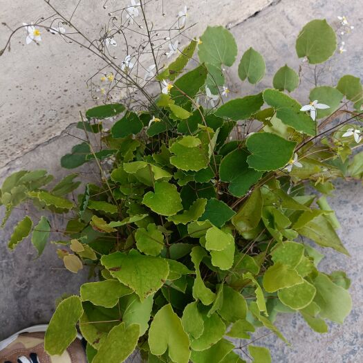 漳县小叶淫羊霍 高含量淫羊藿