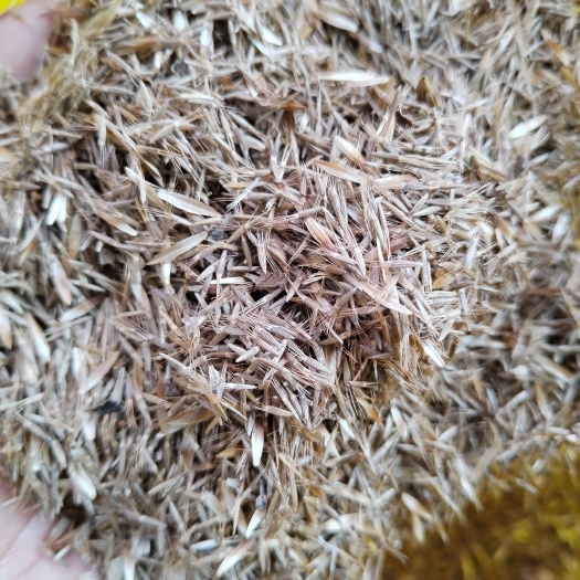 浦北县地胆草 地胆头种子