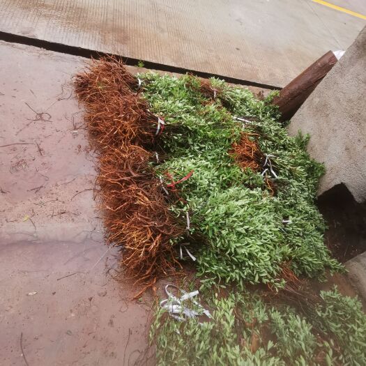 南雄市 了哥王种苗