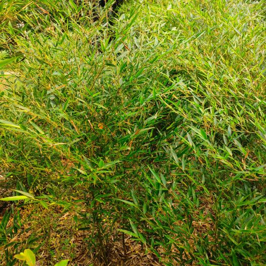 兴文县楠竹苗