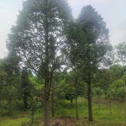 桂林 竹柏