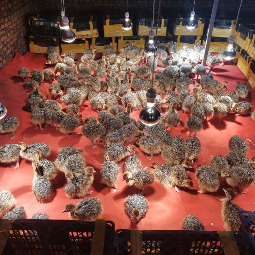 绵阳鸵鸟苗