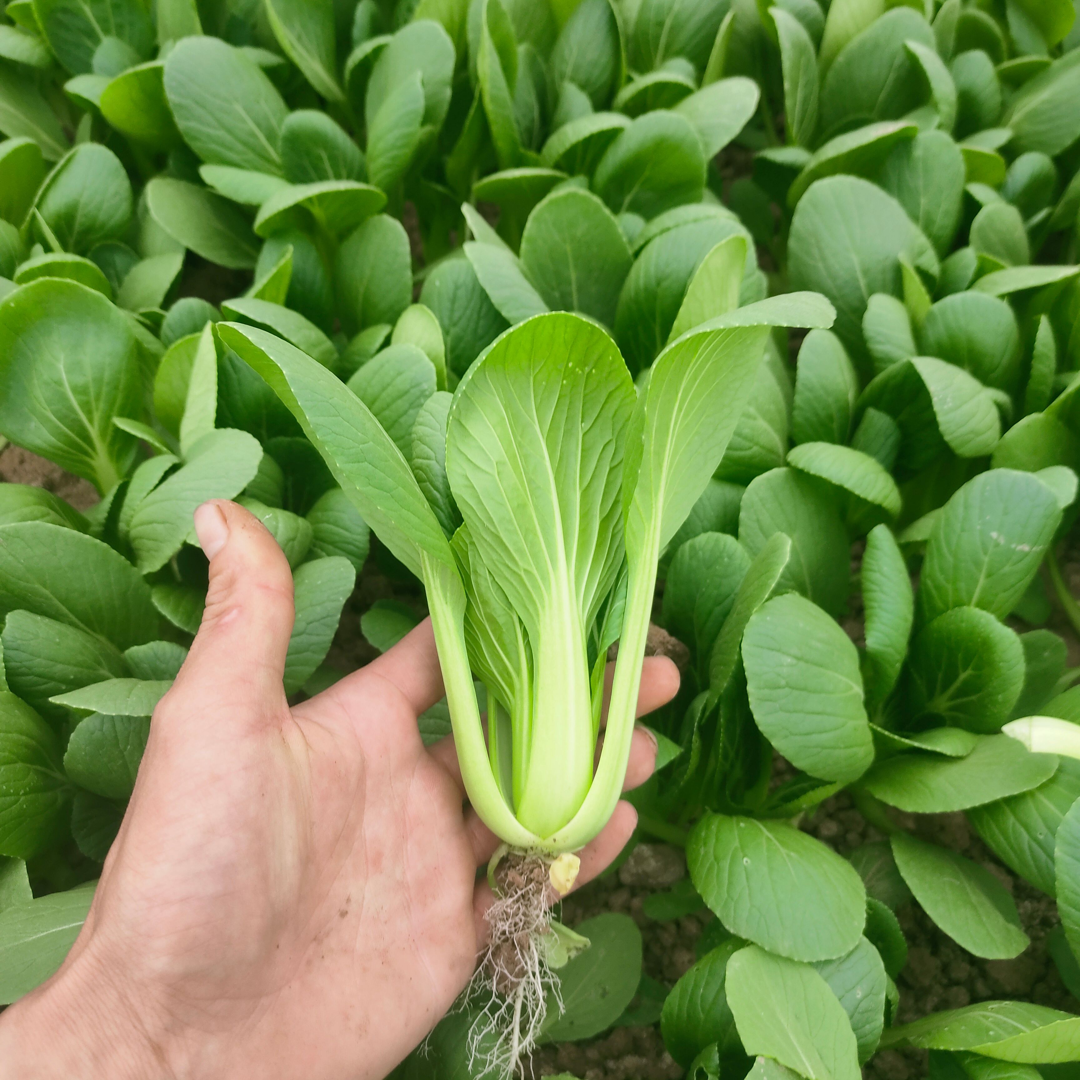 精选上海青  小油菜 小白菜小青菜产地直销货源充足品质好