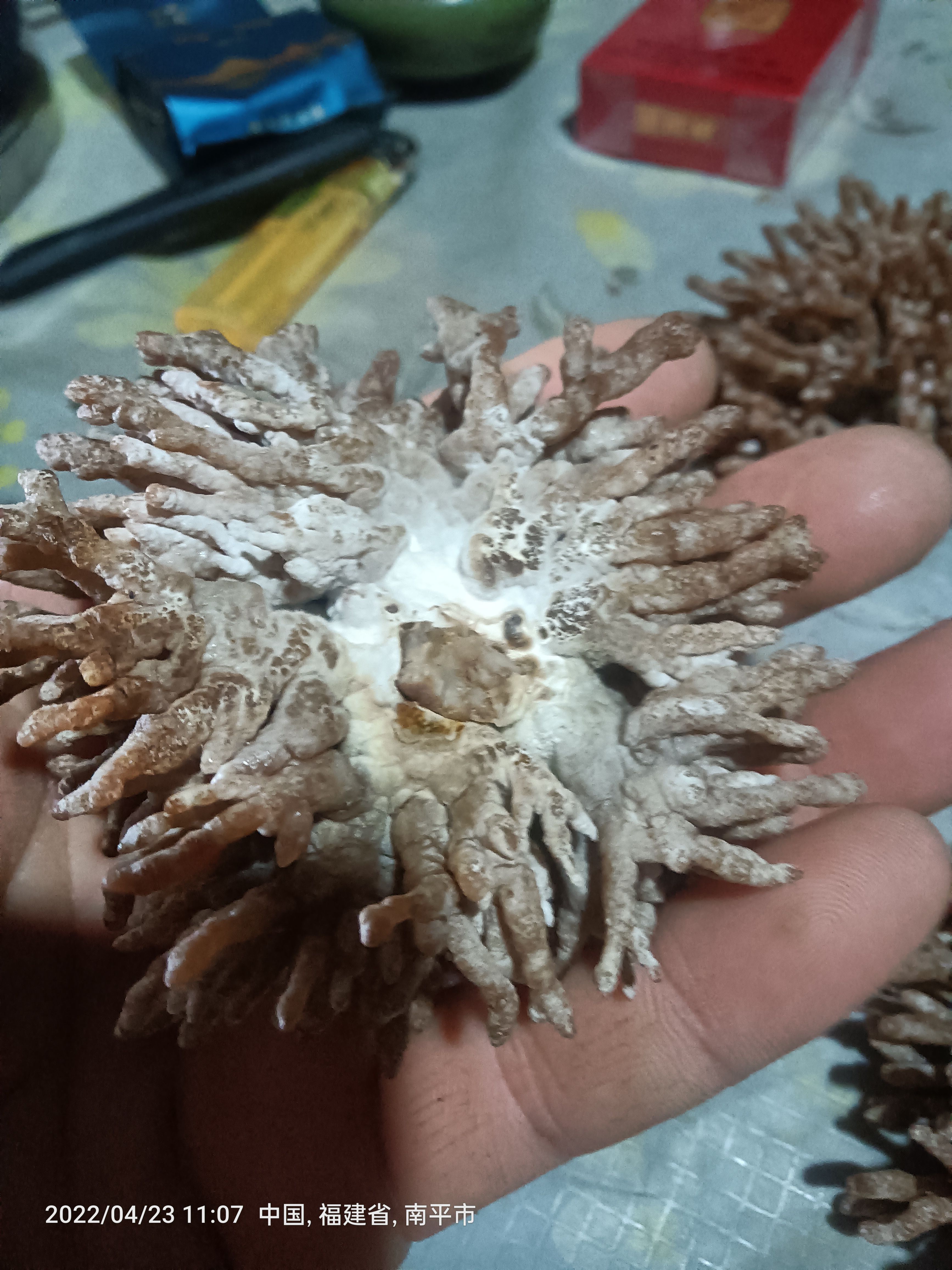武夷山新鲜龙爪菇