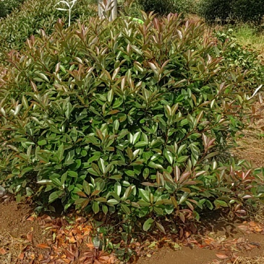 镇平县火焰红 红叶石楠球