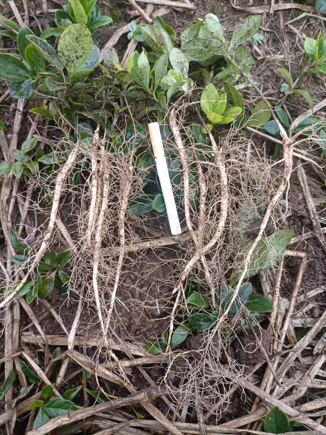 清原满族自治县白鲜皮种苗  阔叶白鲜皮苗