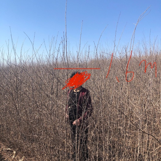 哈尔滨 暴马丁香