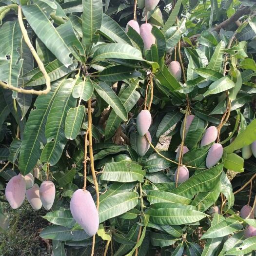 攀枝花四川攀枝花芒果凯特金煌贵妃等产地一手货源
