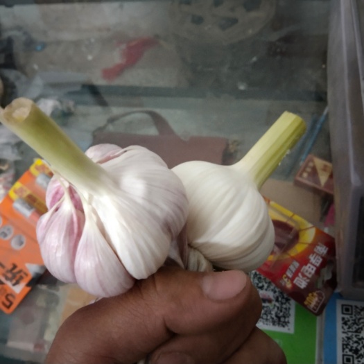 宁陵县紫皮蒜 鲜红皮大蒜