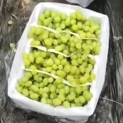 饶阳县 各种葡萄应有尽有