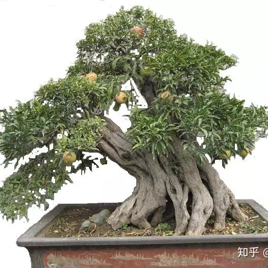 枣庄 石榴盆景