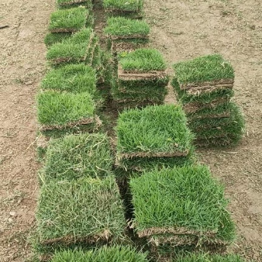 安宁市马尼拉草皮 