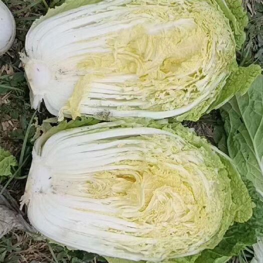 临洮县黄心大白菜 大白菜