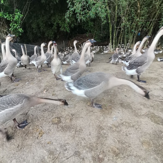 阳春市灰鹅 阳江杂马钢鹅