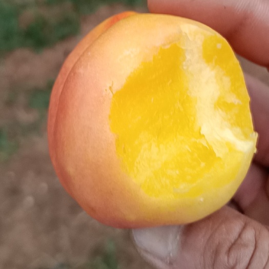 莱州市黄桃 精品黄油桃