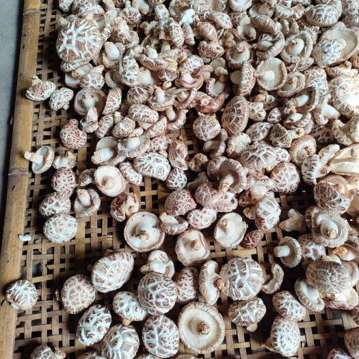 方城县野生香菇  椴木香菇，2023春季新货，产地直发包邮