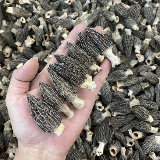 广州中号羊肚菌，小号羊肚菌，