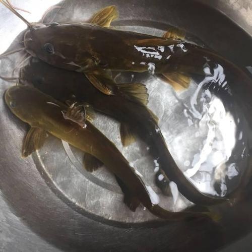 黄骨鱼活鱼出售批发价出售黄颡鱼二两四两到一斤