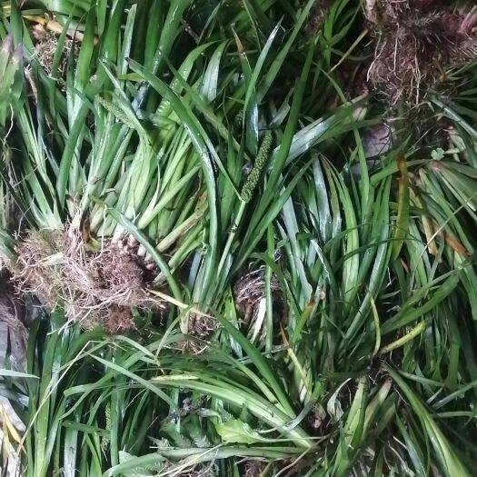 洞口县大量供应原山态石菖蒲种苗，基地直供。