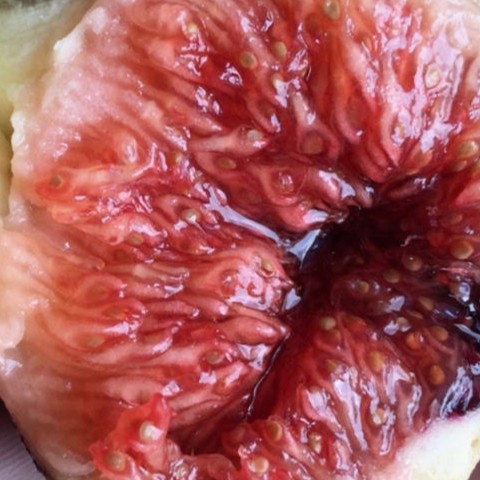 渴望无花果高端无花果原产地美国黑皮红肉甜度高达28