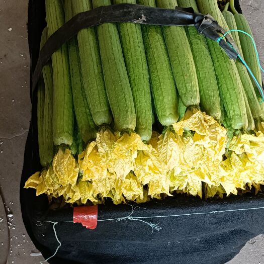 寿光市精品鲜花丝瓜