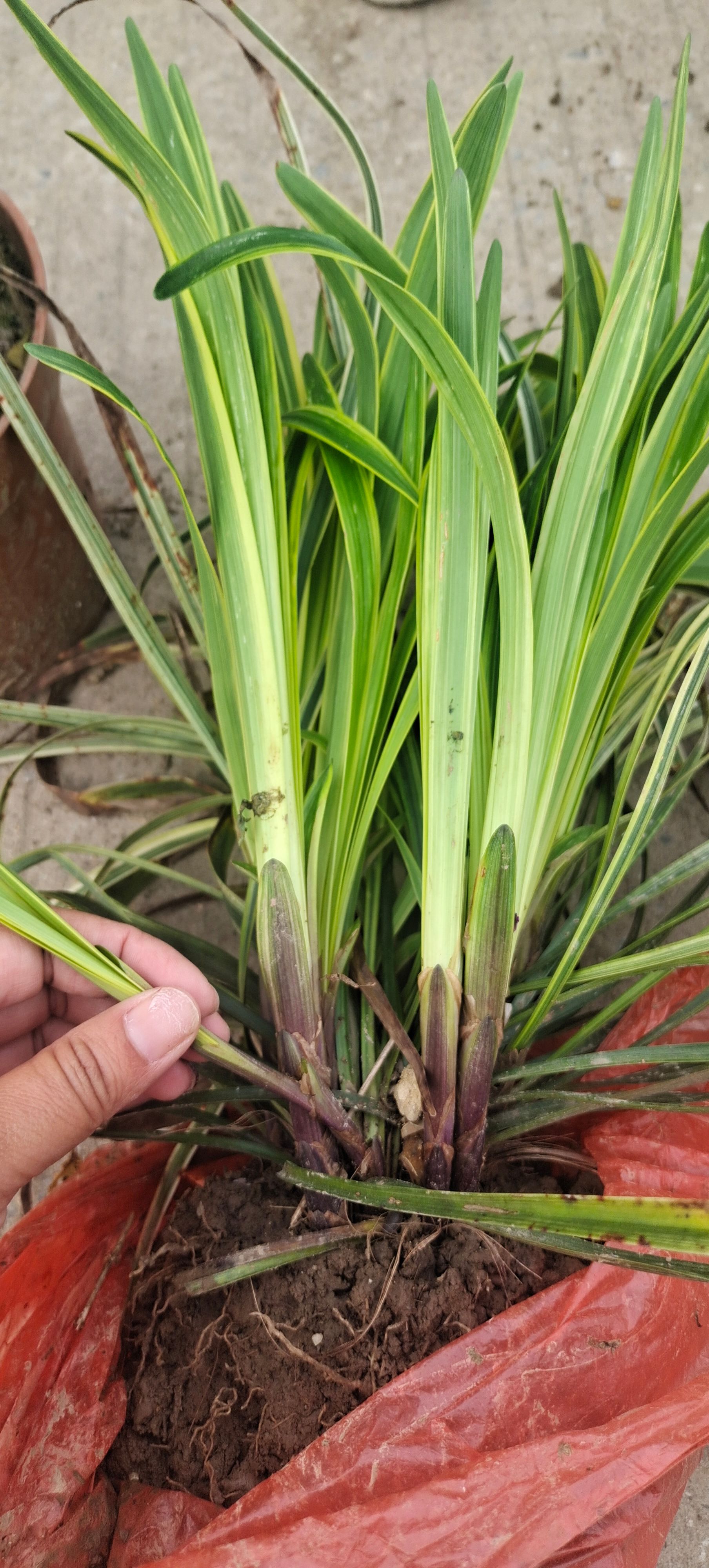 麦冬草 金边麦冬