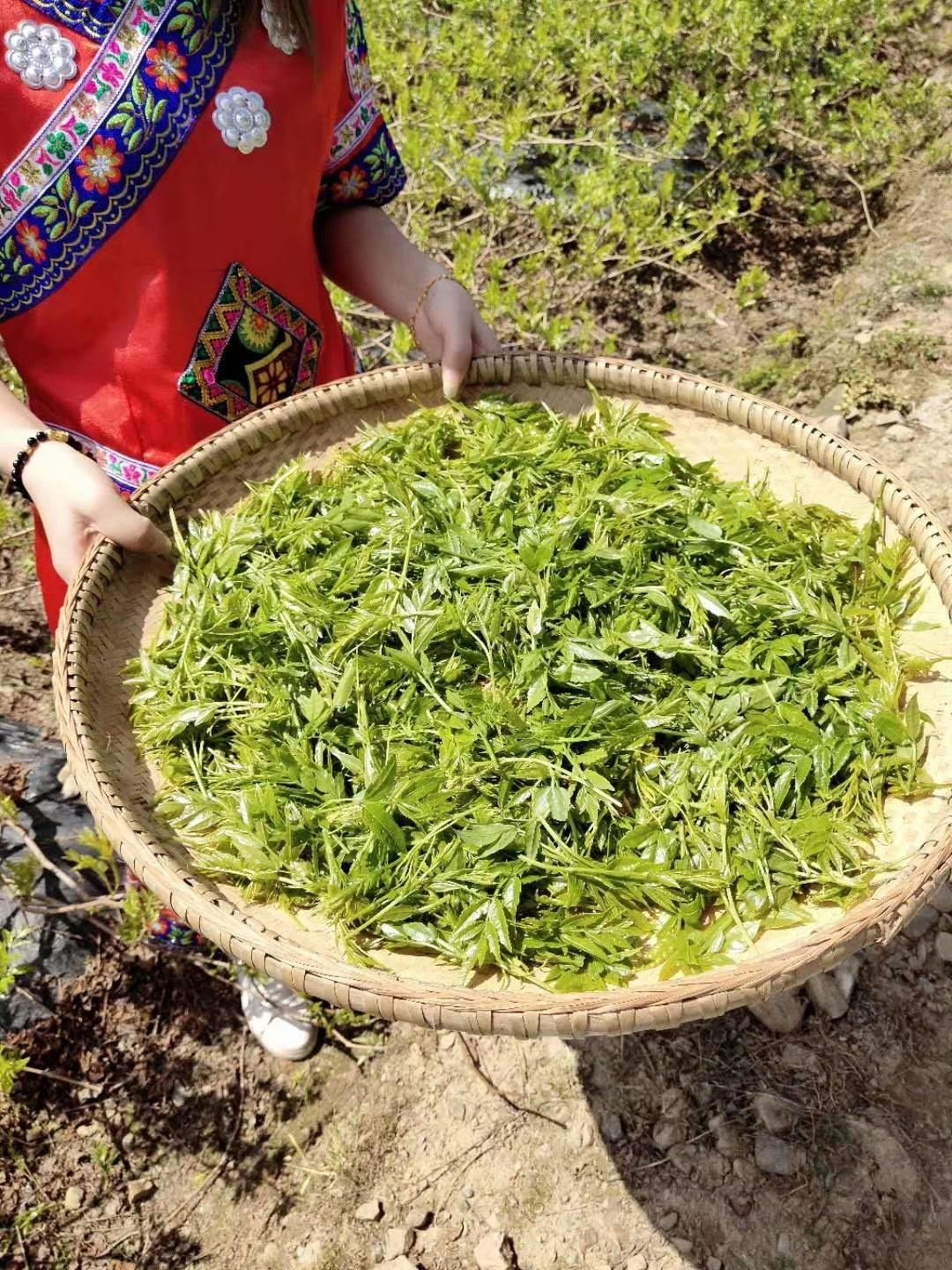 张家界八仙莓茶礼盒装