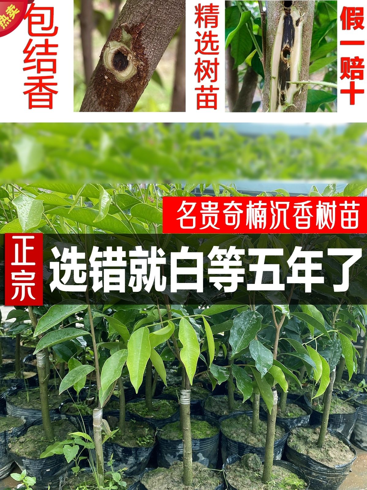 正宗名贵绿奇楠沉香树苗一代棋楠母树嫁接苗场直发原土带叶发货