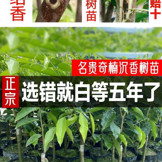 茂名正宗名贵绿奇楠沉香树苗一代棋楠母树嫁接苗场直发原土带叶发货