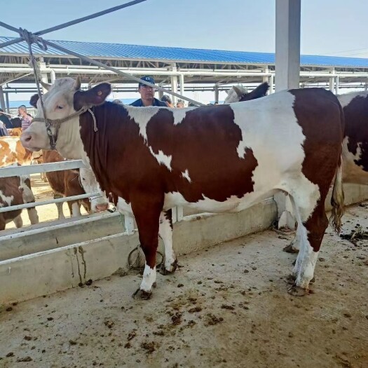 鲁甸县西门塔尔牛 民苑牧业有限公司，大量销售西门塔尔大保胎母牛，繁