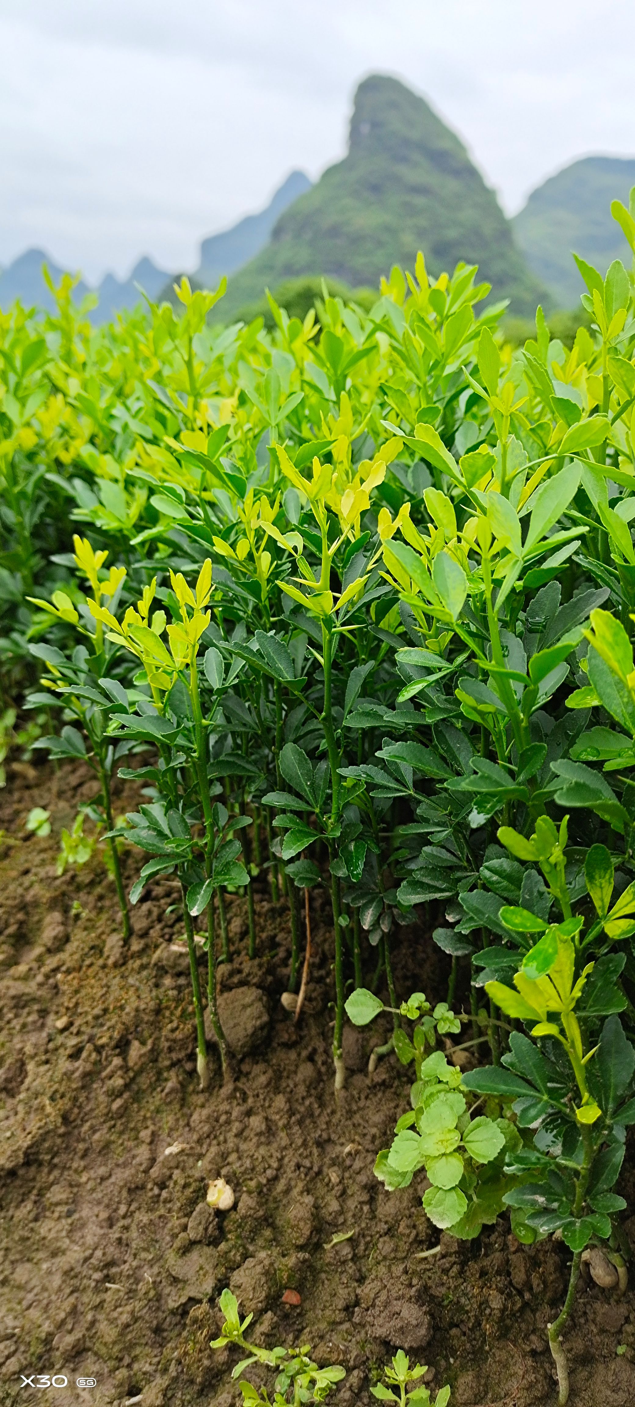 枳壳小苗  枳壳幼苗    枳壳奶苗 小枳壳苗橘桔苗 包邮