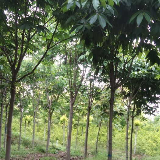 周至县7公分七叶树，给钱就卖