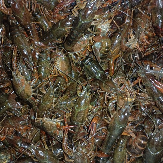 监利市湖北小龙虾