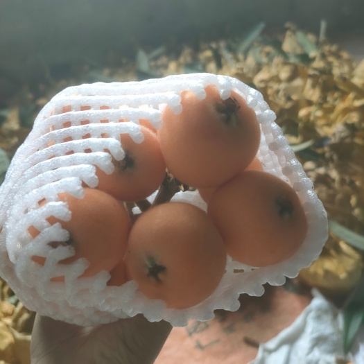 米易枇杷 个大果甜