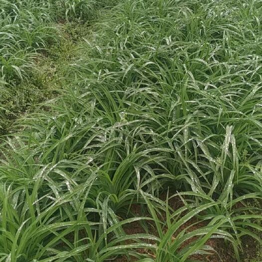 安吉县兰花三七 品质工程苗木 苗圃直销售 诚信经营 量大