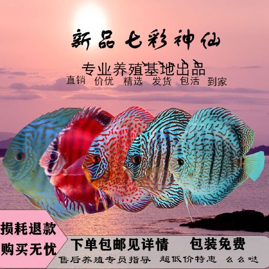 上海七彩神仙鱼  七彩鱼  七彩神鱼 热带活体宠物水族观赏鱼七彩鱼自产自销