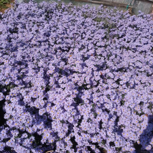 青州市白花紫藤 紫菀