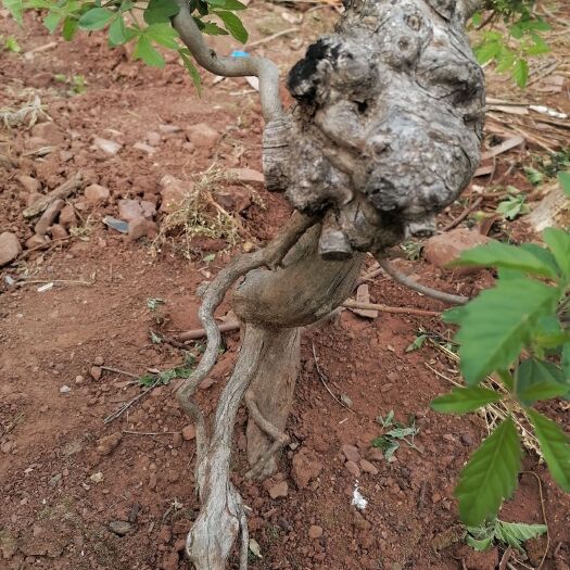 郯城县荆棘根盆景 黄荆老桩