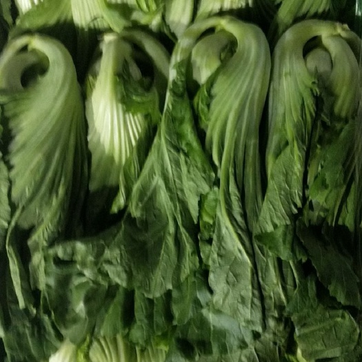 广州水东介菜 水东芥