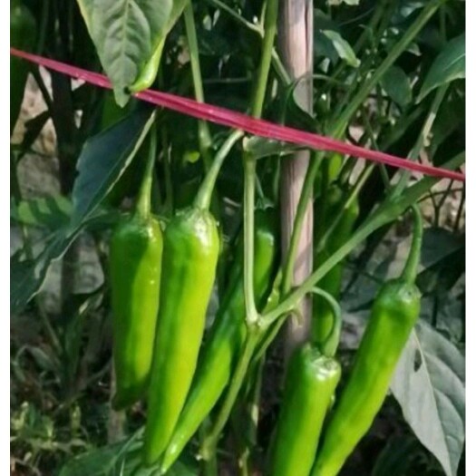 清远薄皮椒 辣椒